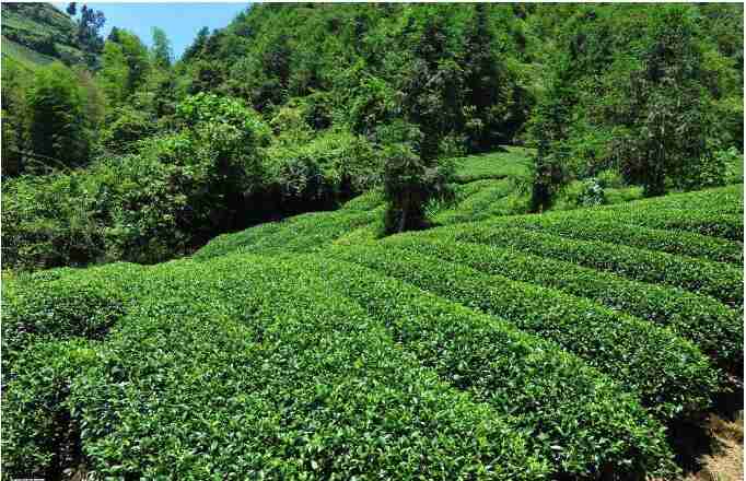 茶园抗旱方案(茶园保水有哪些措施)